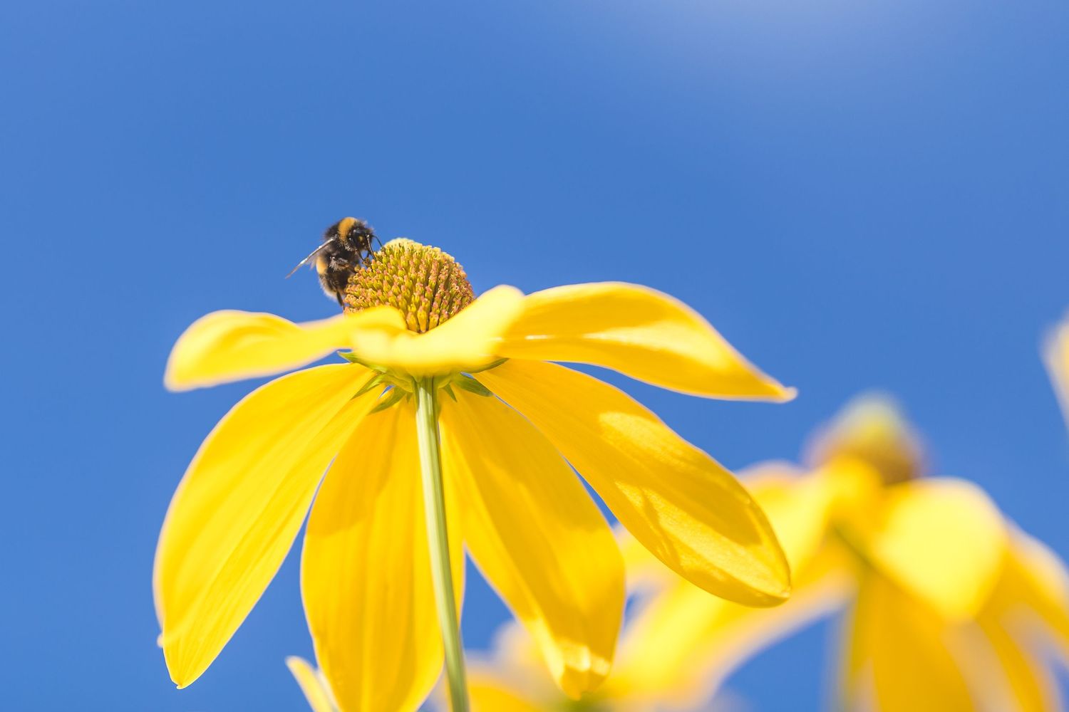 Close-up of a bee collecting pollen from a bright yellow daisy flower against blue sky.