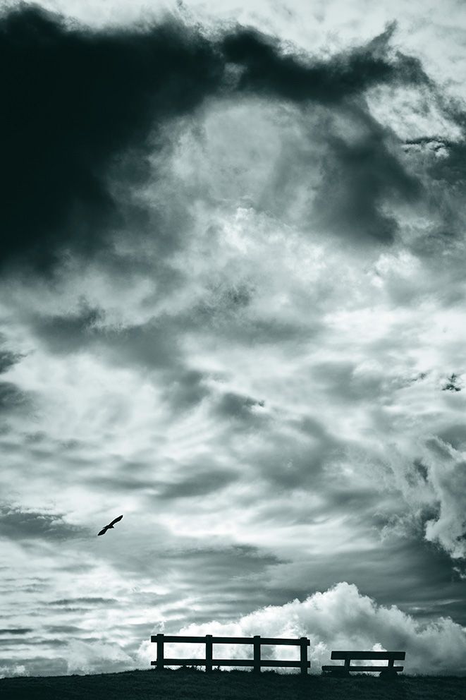 Lonely bird against huge cloudy sky