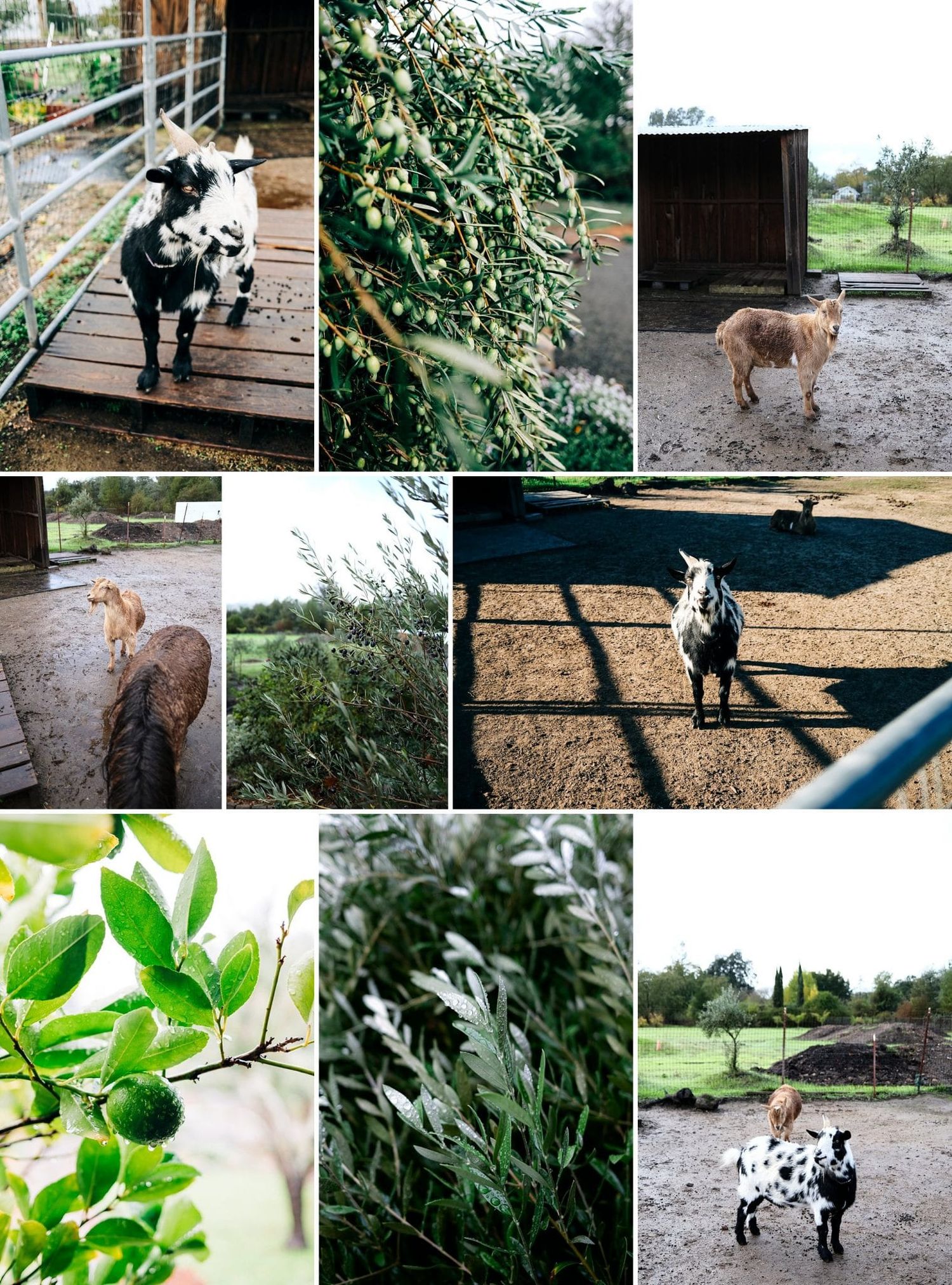 Various animals and plants at a nice farm Airbnb