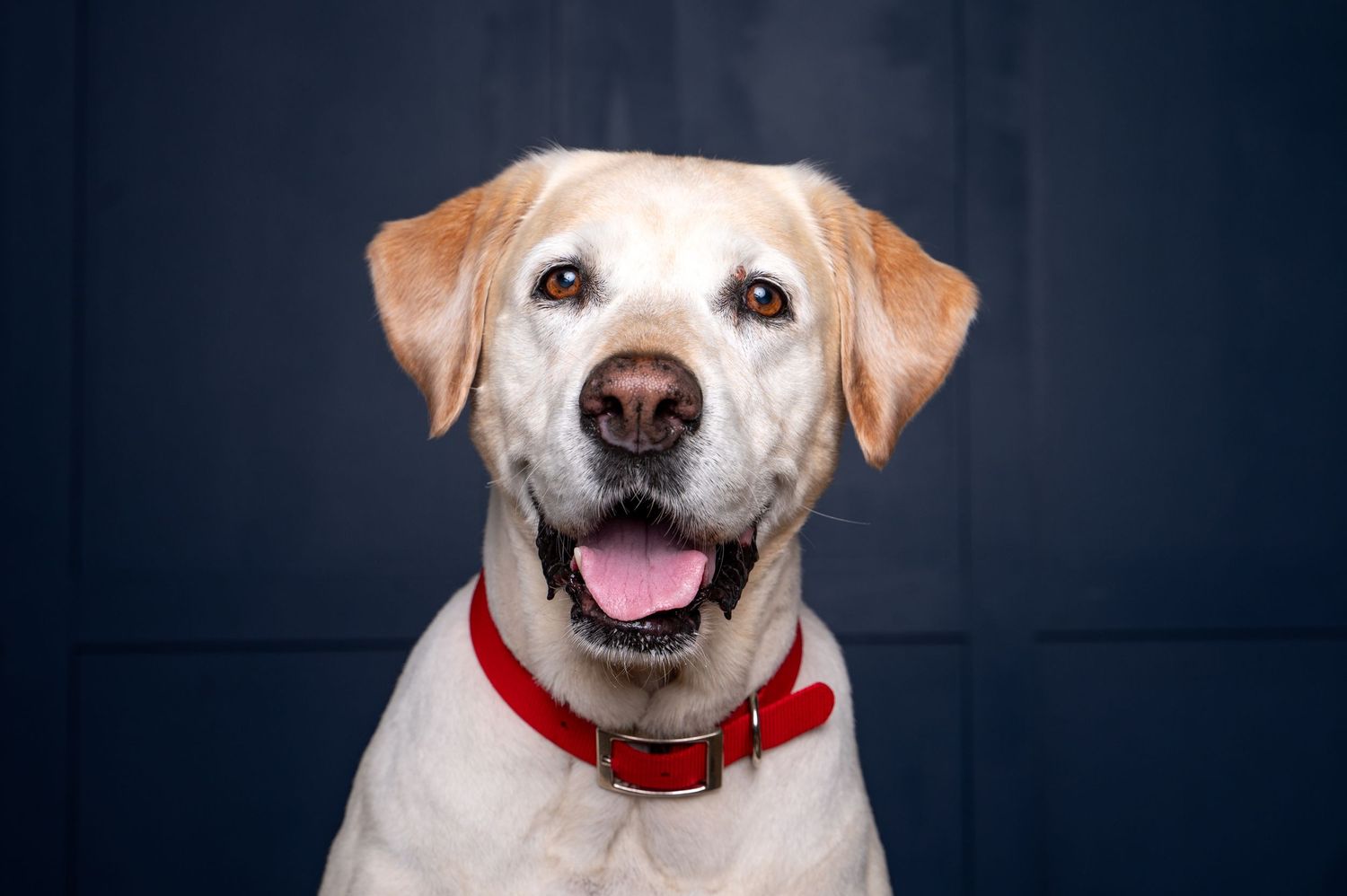 Smiling yellow Labrador retriever with red collar against dark background.