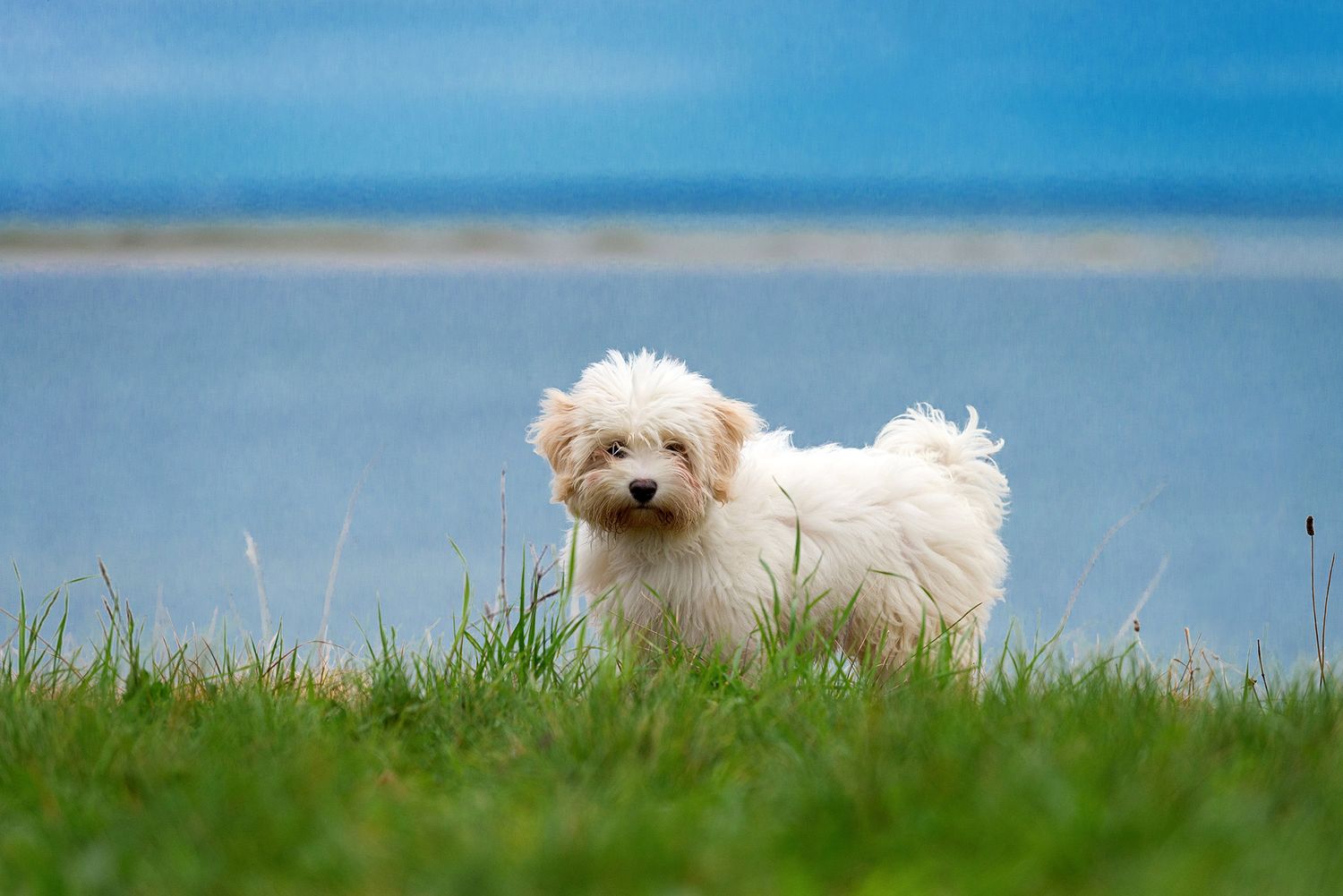 Cute Havenese puppy photographed in Geelong