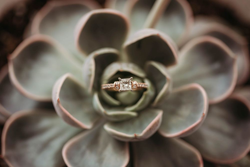 Close-up macro photography of pink-tinted succulent plants.