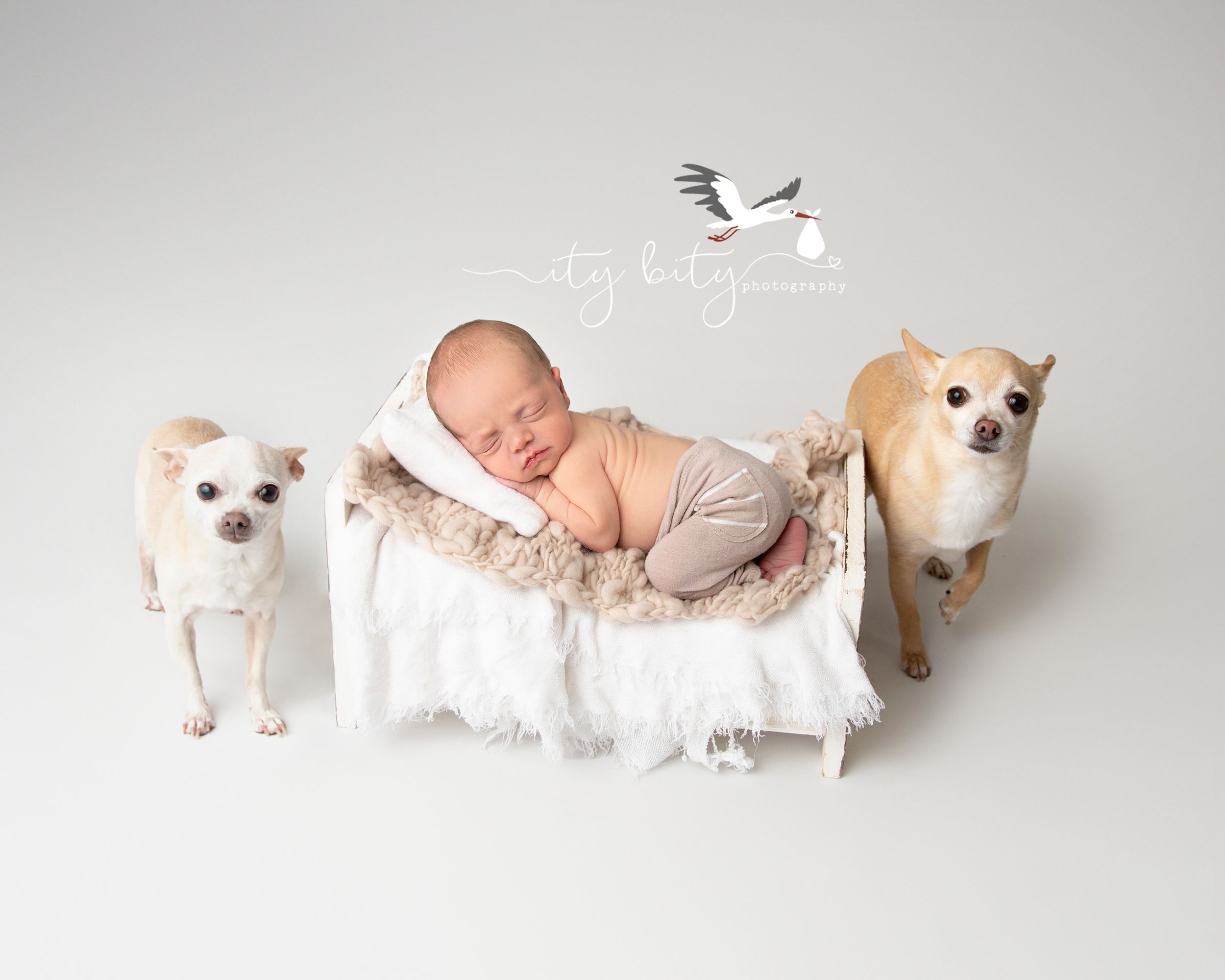 Baby Riley Cleveland Newborn Photographer with two puppies