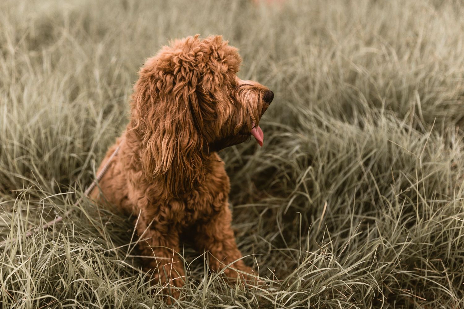 Fluffy dog standing in wispy grass during a Brisbane family photo shoot at the beach