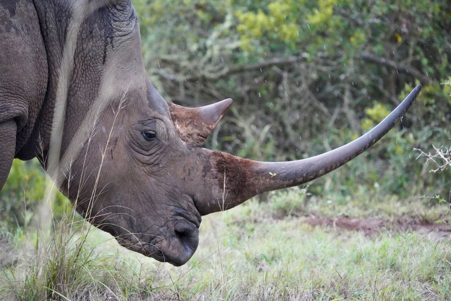 White rhinoceros grazing in natural grassland habitat.