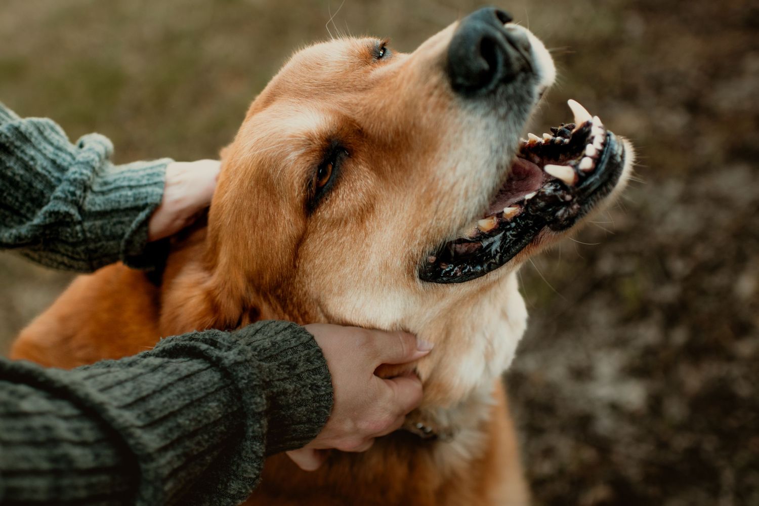 Ohio senior dog