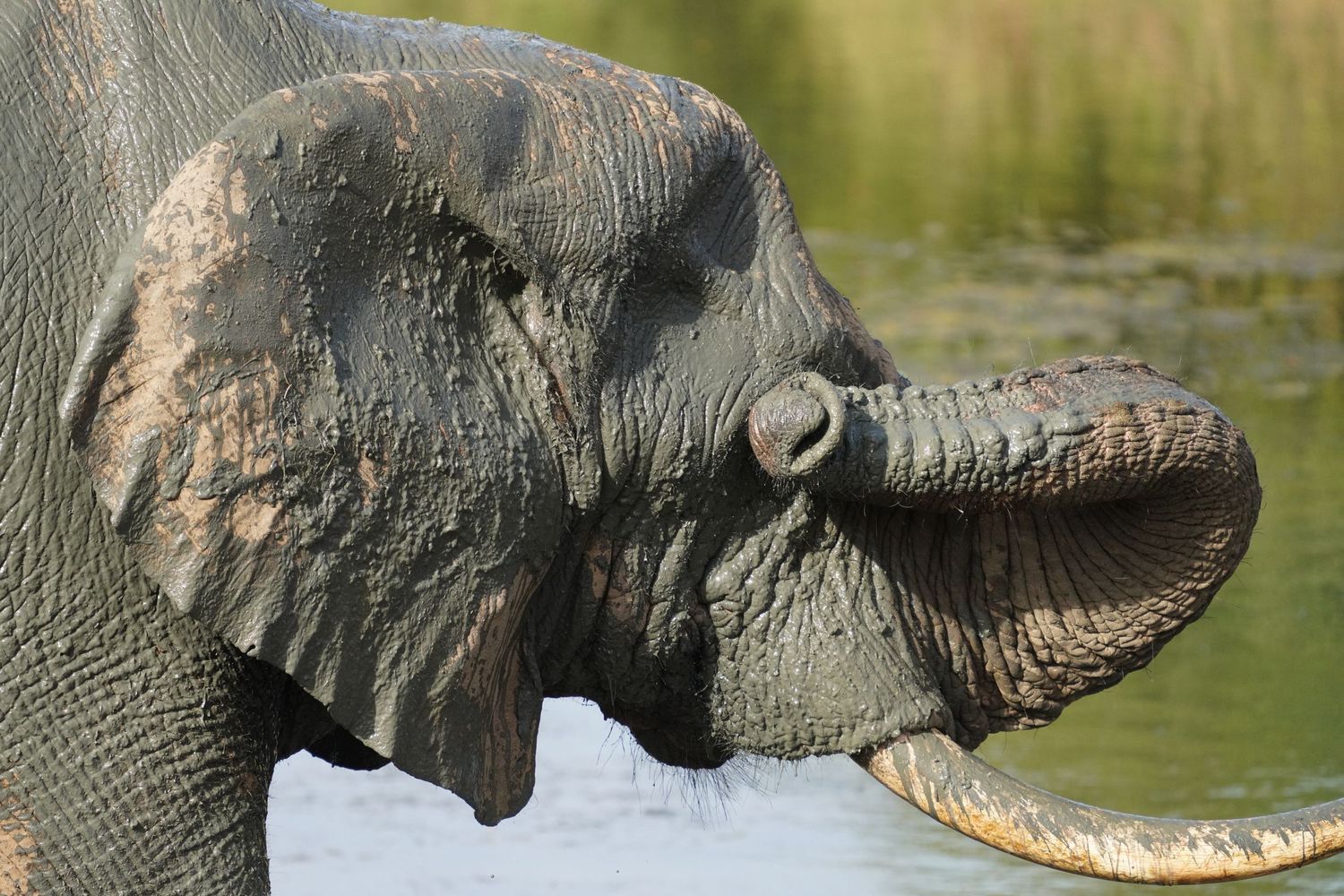 Close-up profile of African elephant trunk and tusks near water.