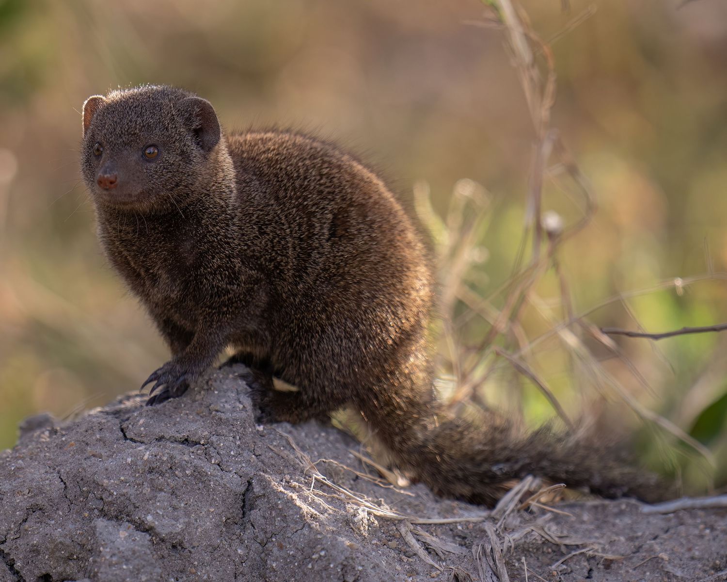 Small mongoose perched alertly on rocky outcrop in natural habitat.