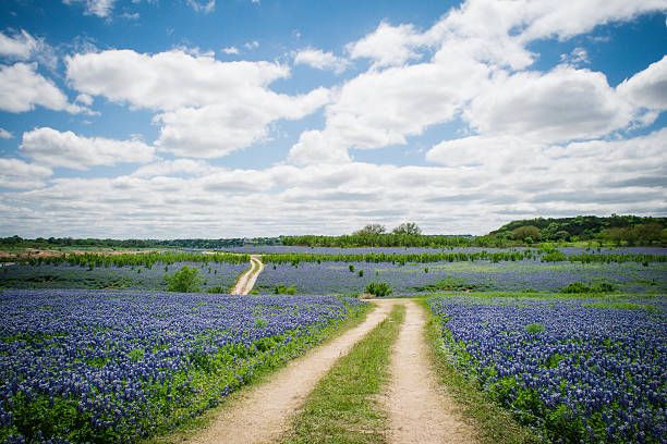 Fields of Bluebonnet's