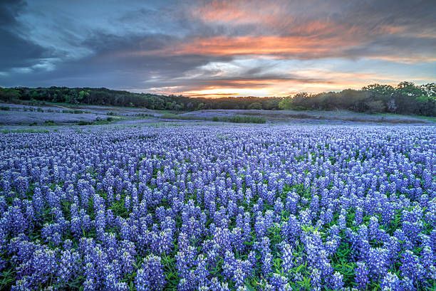 Field of Bluebonnets