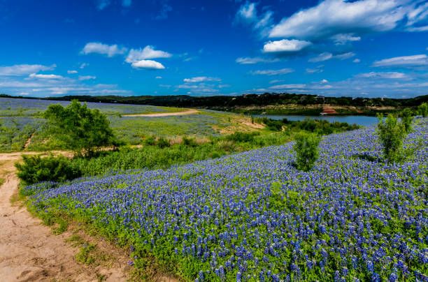 Fields of Bluebonnet's