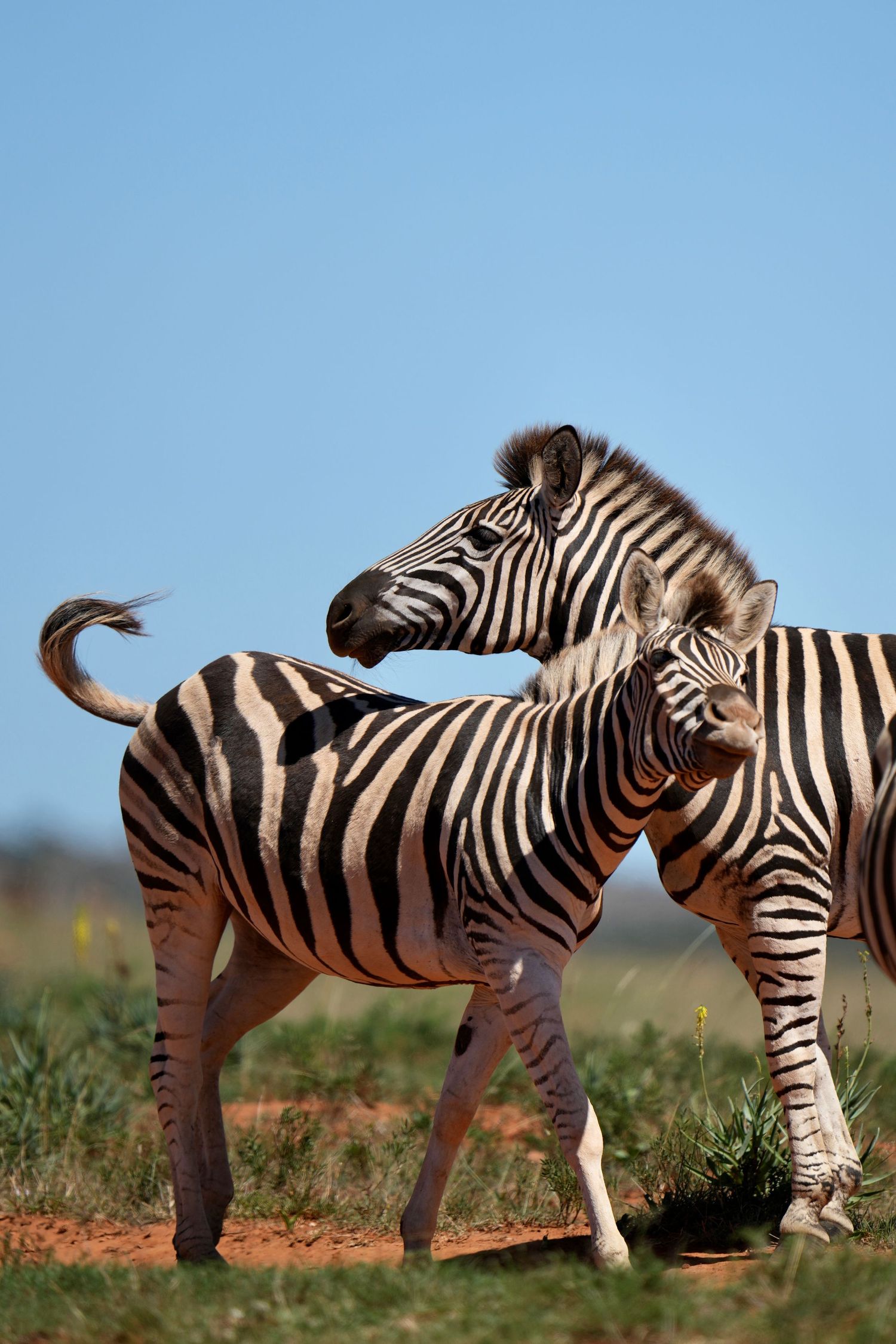 Group of zebras standing together in savanna grassland under blue sky.