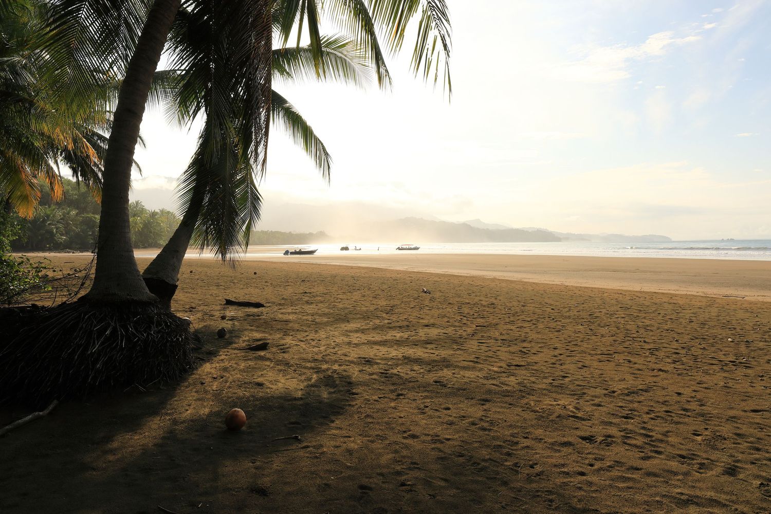 Tropical beach scene with palm trees casting shadows on golden sand at sunrise.