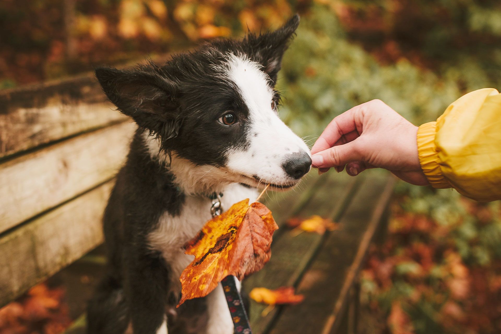 A black and white border collie being offered an autumn leaf by a hand in a yellow sleeve.
