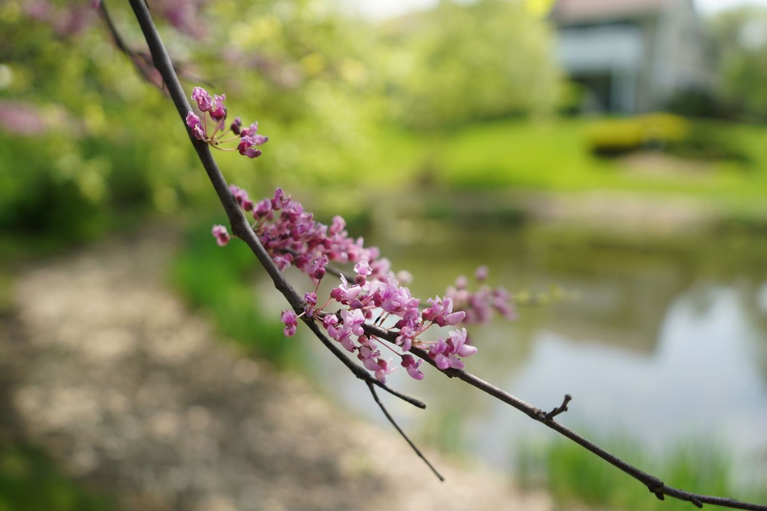 Pink redbud flowers blooming on a branch with a pond in the background.