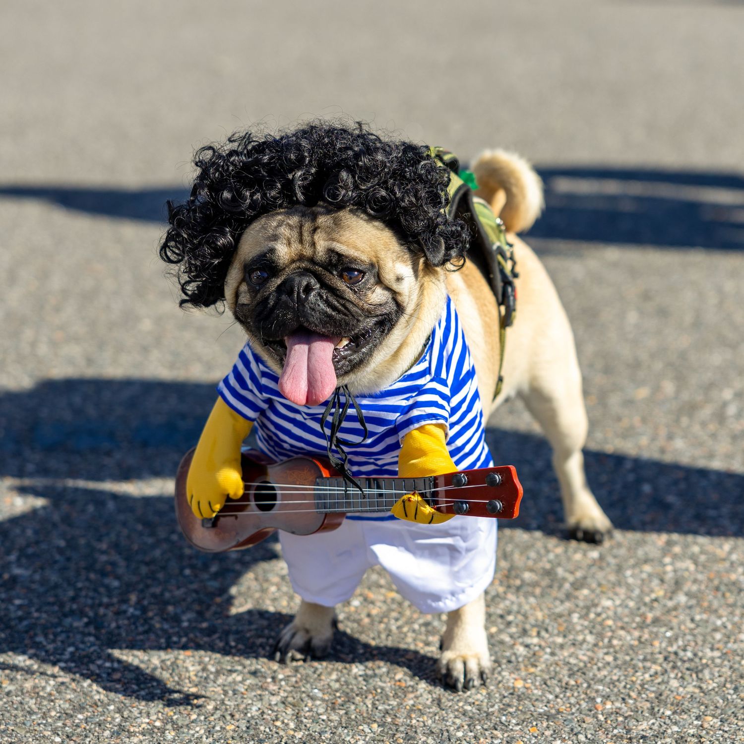 Pug dog wearing a guitarist costume with curly wig and ukulele on a sunny day.