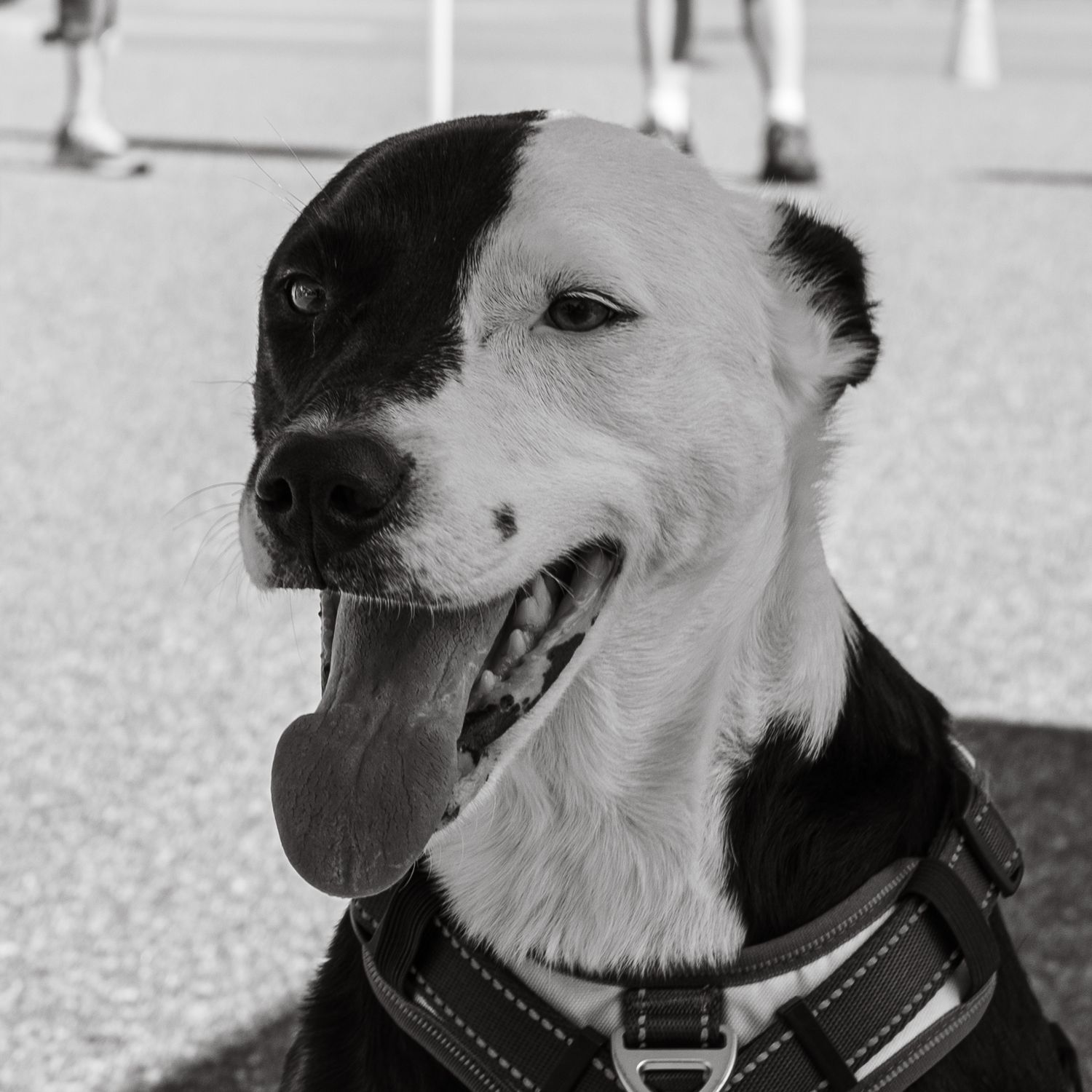 Black and white photo of a smiling black and white dog wearing a harness outdoors.