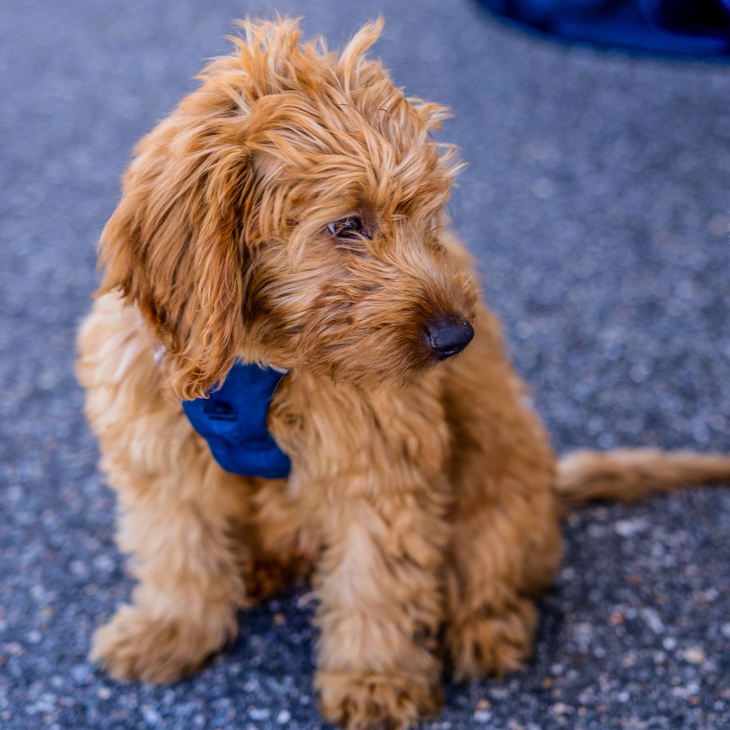 Fluffy golden Goldendoodle puppy wearing a blue bow tie sitting on pavement outdoors.