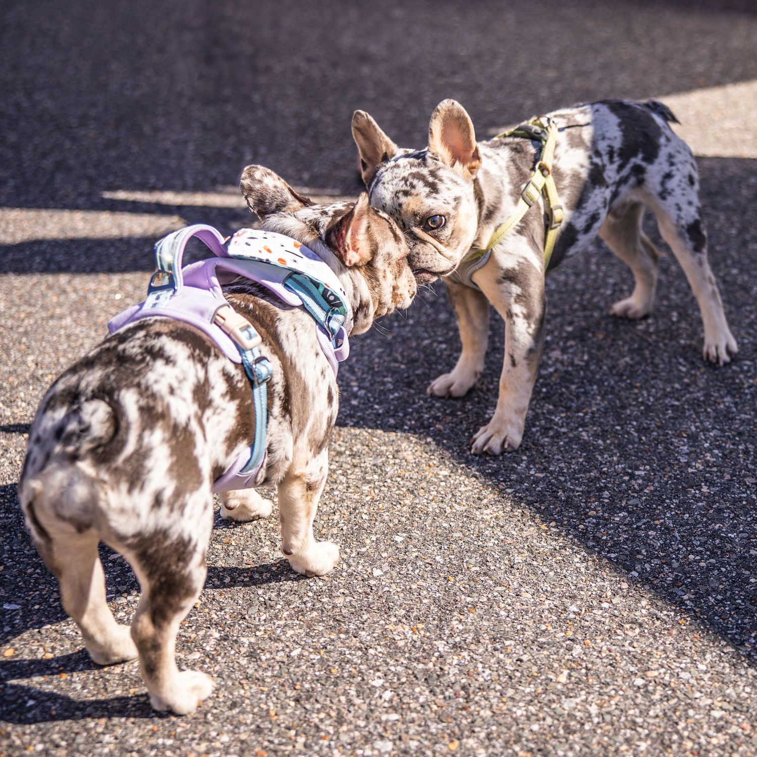 Two merle French Bulldogs wearing harnesses sniffing each other on a sunny pavement.