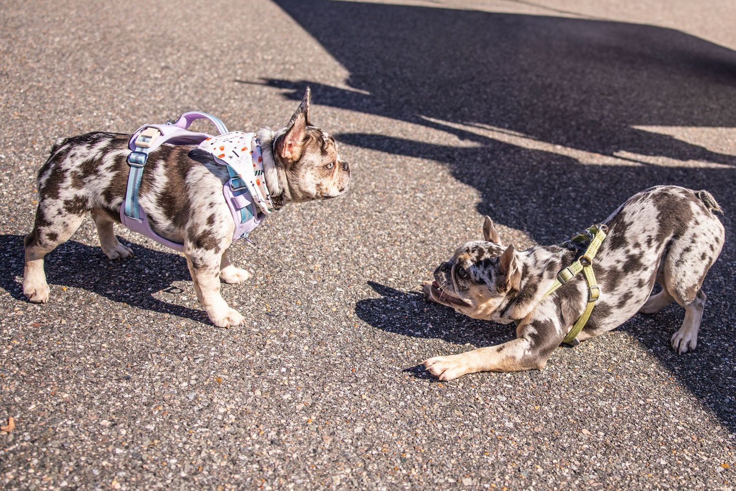 Two merle French Bulldogs in harnesses playing and bowing to each other on pavement.