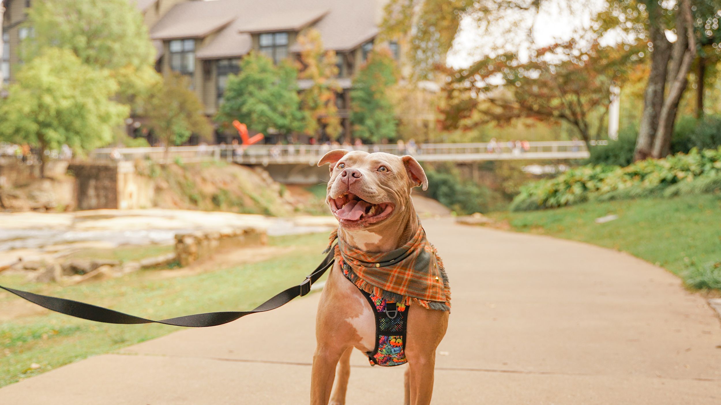 Pet Photo Session in Downtown Greenville, South Carolina