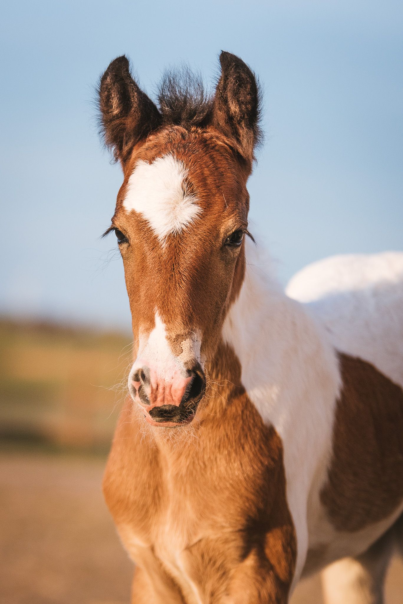 Irish cob föl hingst Kabelgården Vellinge