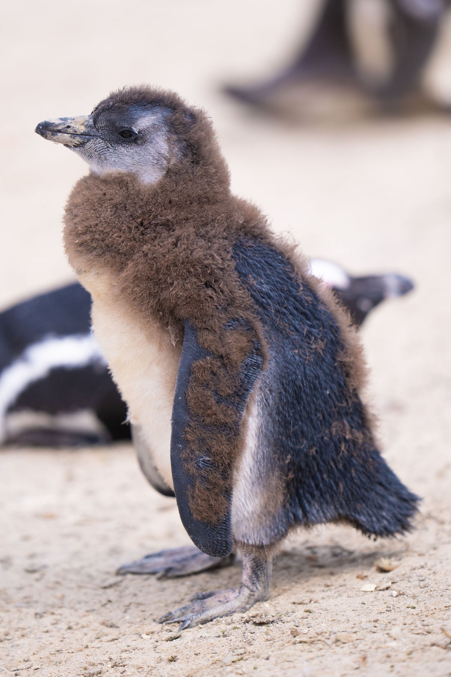 Baby penguin chick with fluffy down feathers standing on sandy ground.