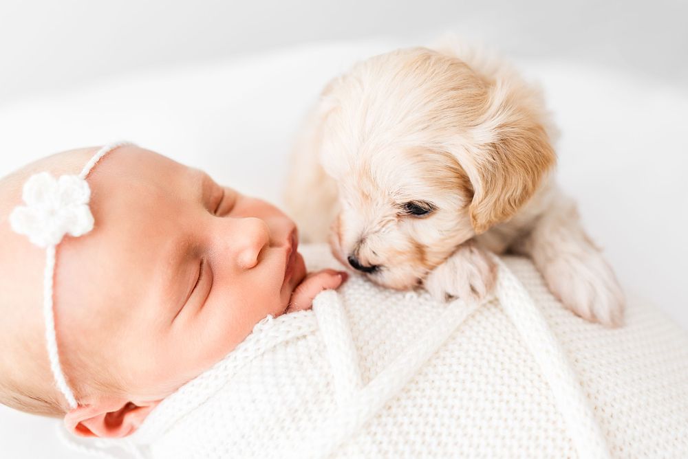 newborn with puppies photoshoot Hereford