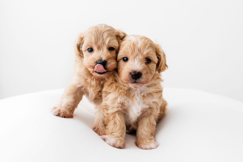 puppies photoshoot Hereford
