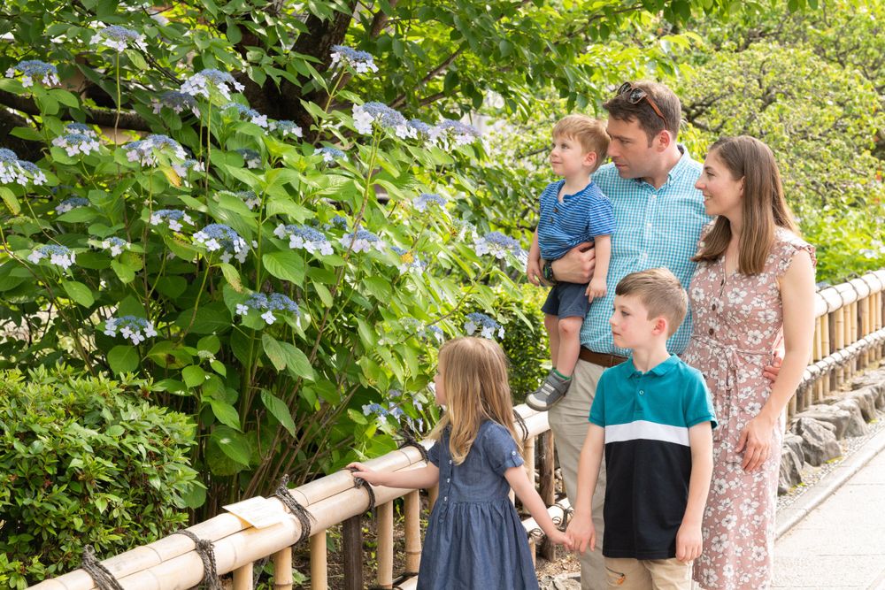 Family with three children admiring blue hydrangea flowers along a bamboo fence in Japan.