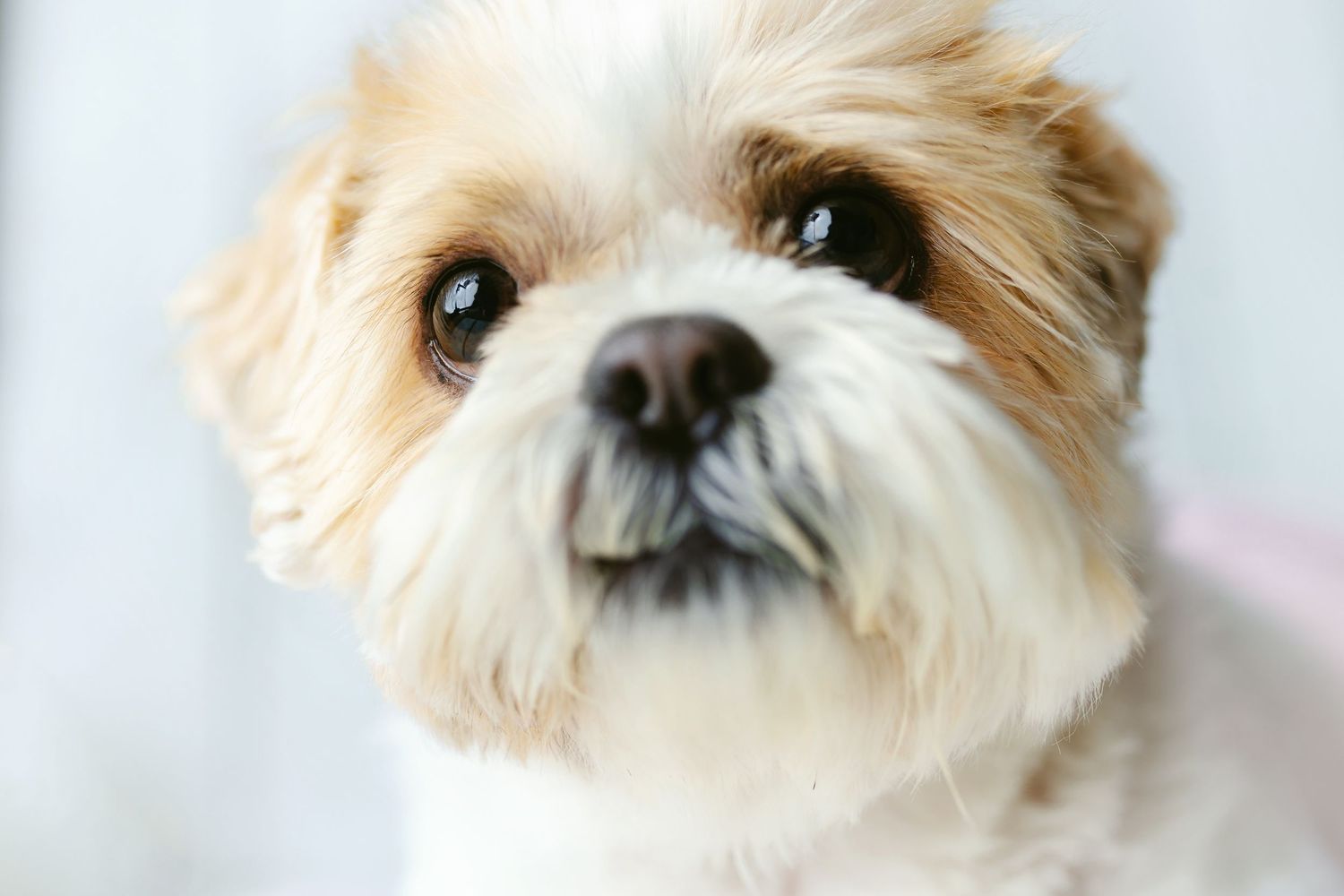 A sweet doler dog up close of her face. Greenville SC Boudoir, Easley SC Boudoir, Upstate SC boudoir