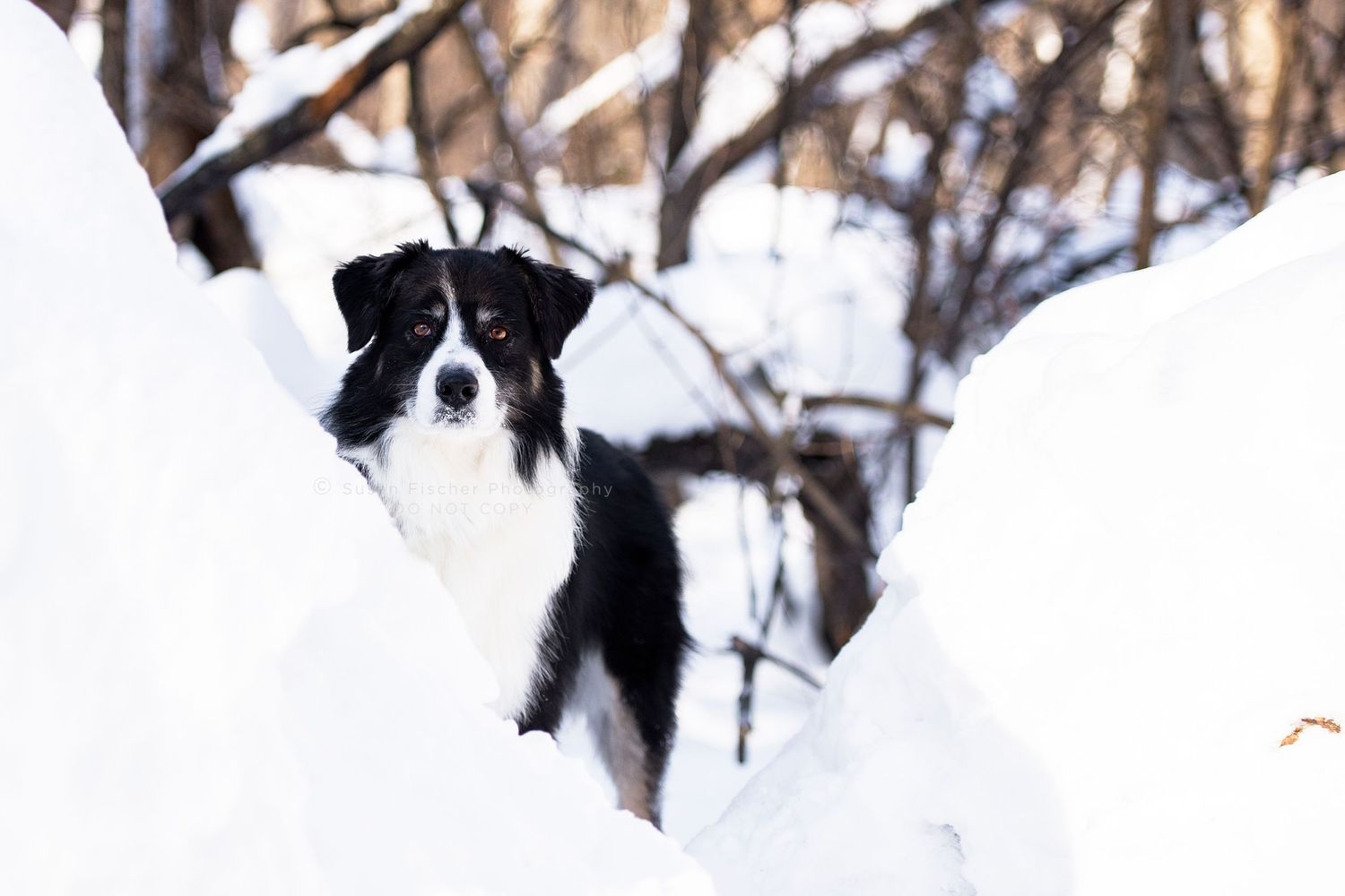 dog, dog in snow, dog in forest, Australian shepherd