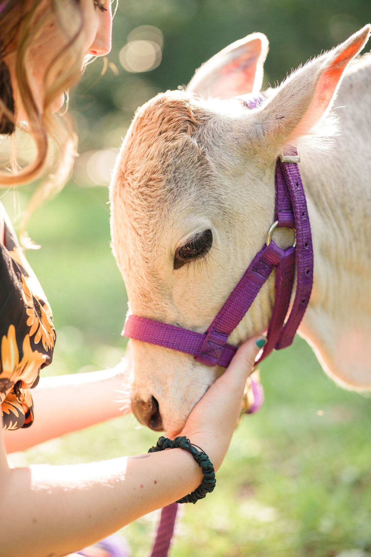 Close-up of white donkey with purple halter being petted in golden sunlight.