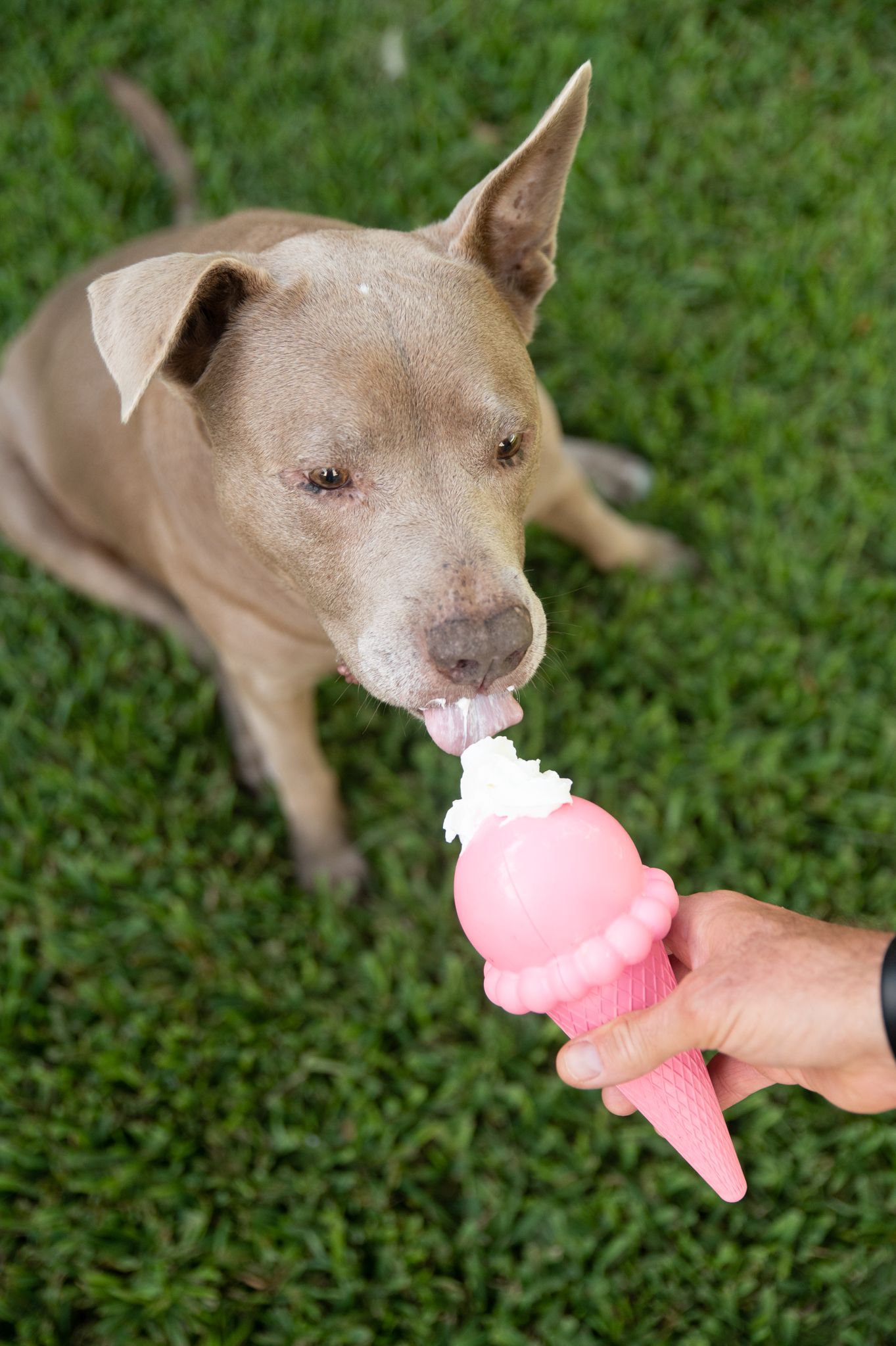 Tan colored dog eagerly licking pink ice cream cone being offered.