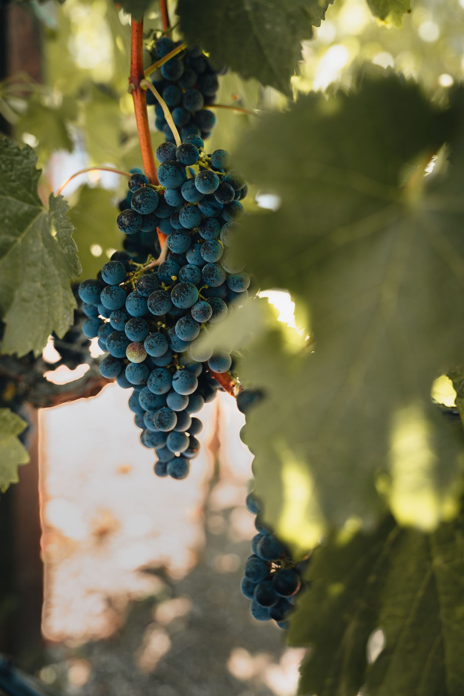 Wine grapes