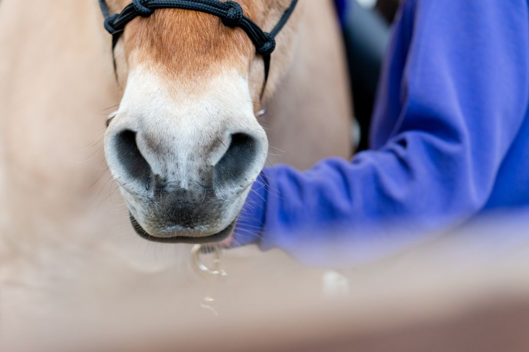 horse's soft nose