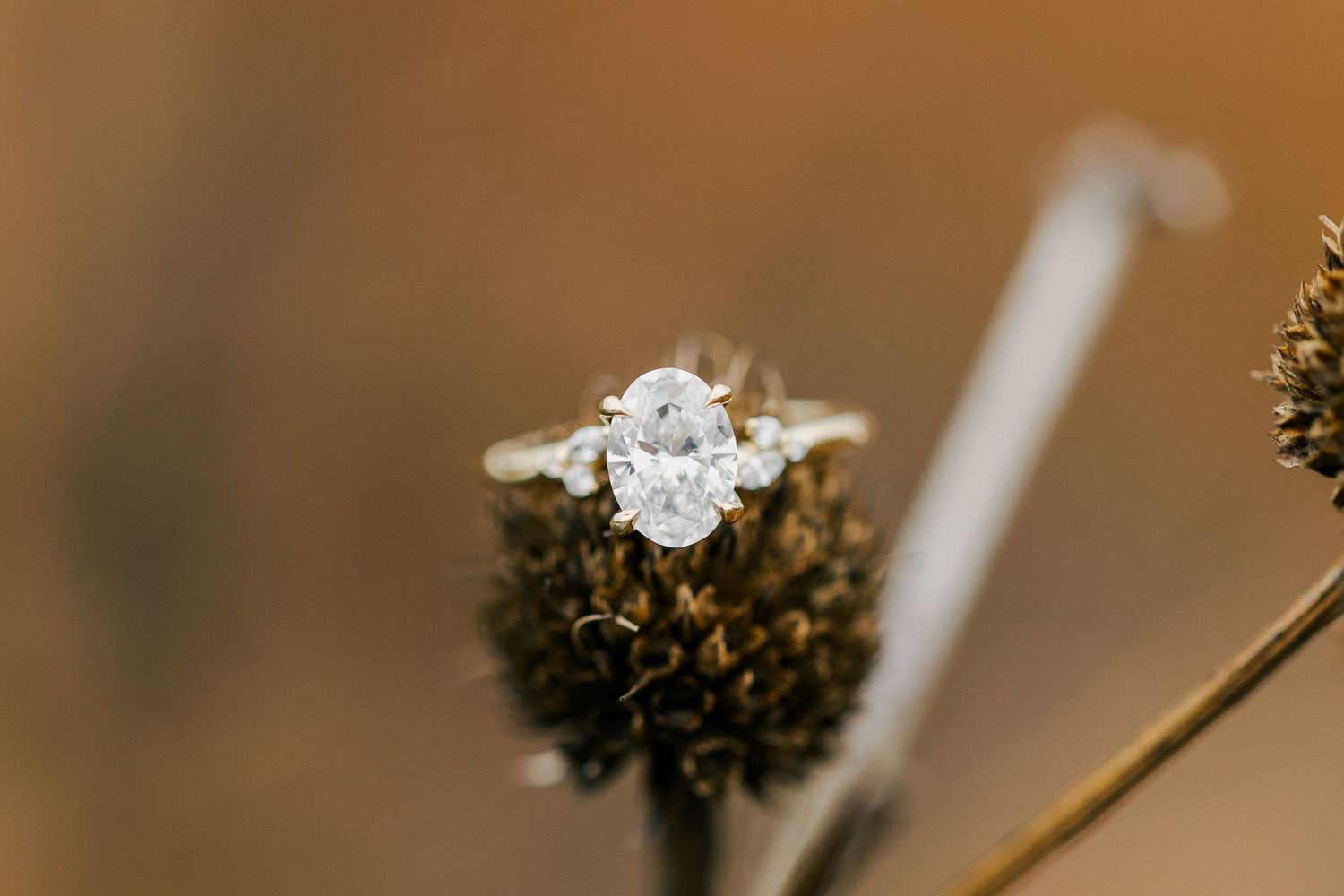 northern virginia surprise proposal glenstone museum