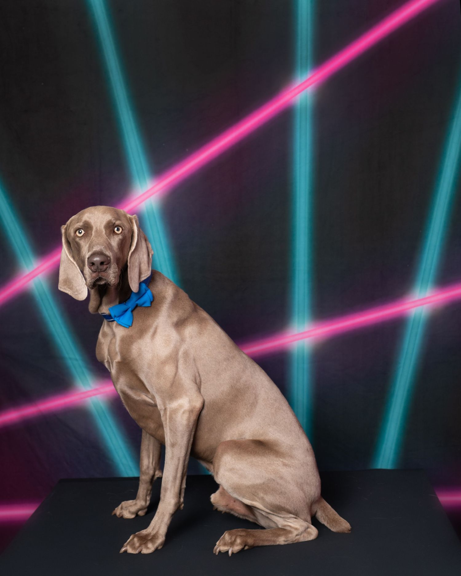 jennifer reed photography, buffalo barkery photo, buffalo pet photographer, pet photographer buffalo ny
