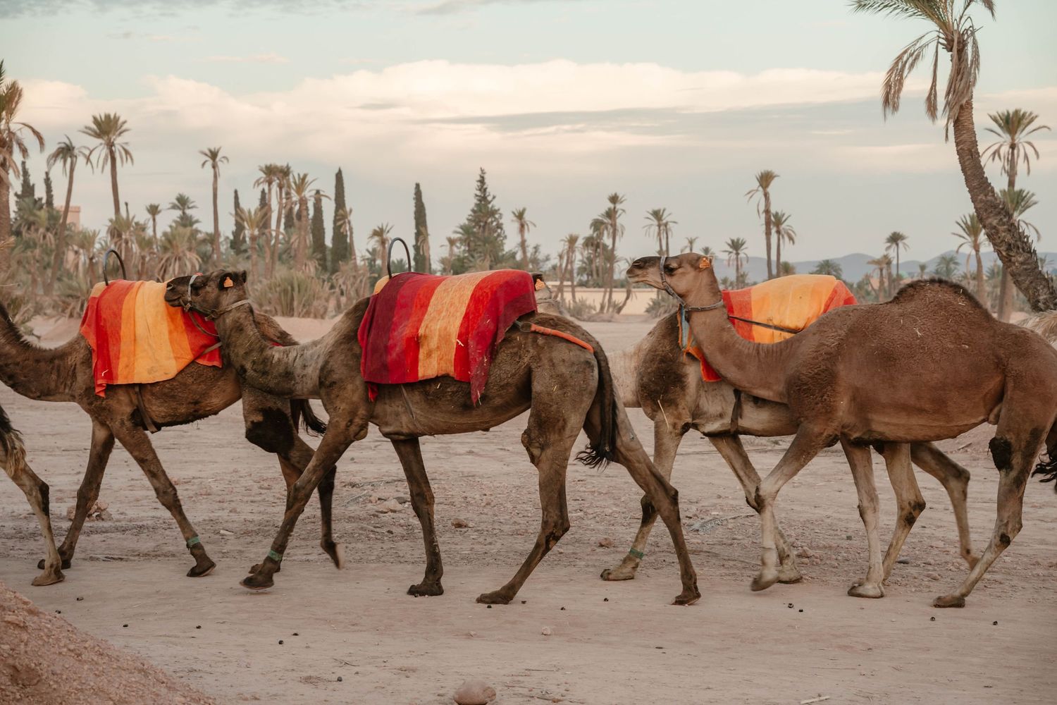 Zara Davis Wedding Photography Elopements Destination Marrakech Morocco camels desert micro