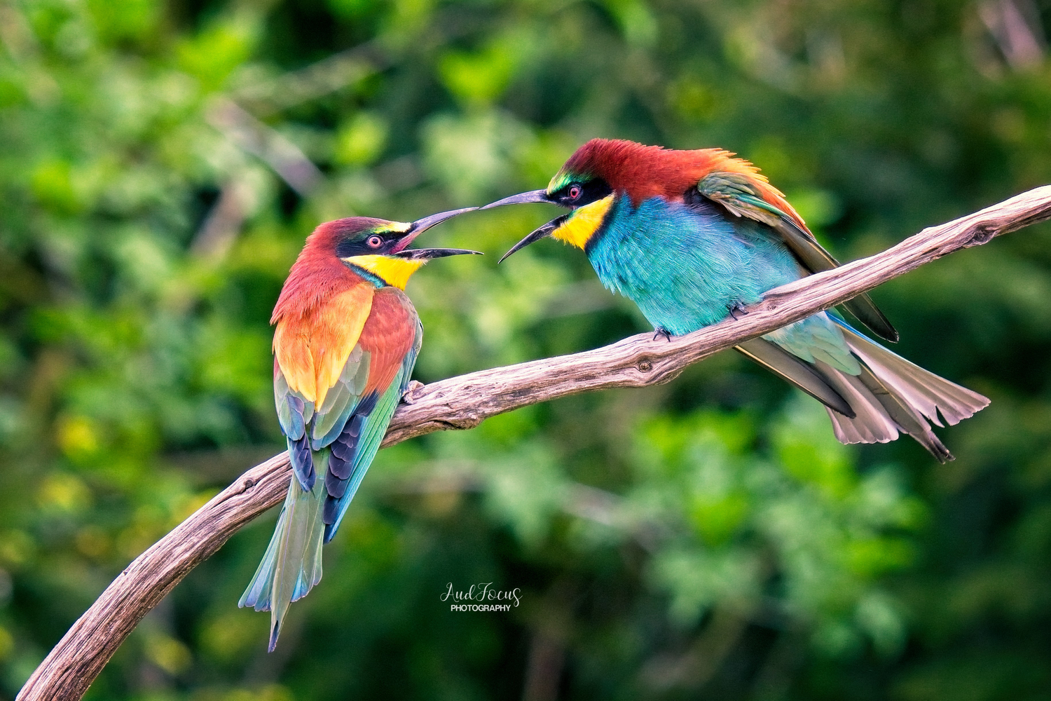 Bijeneter, Bee-eater, Bienenesser, AudFocus Photography, Audrey van der Hoorn