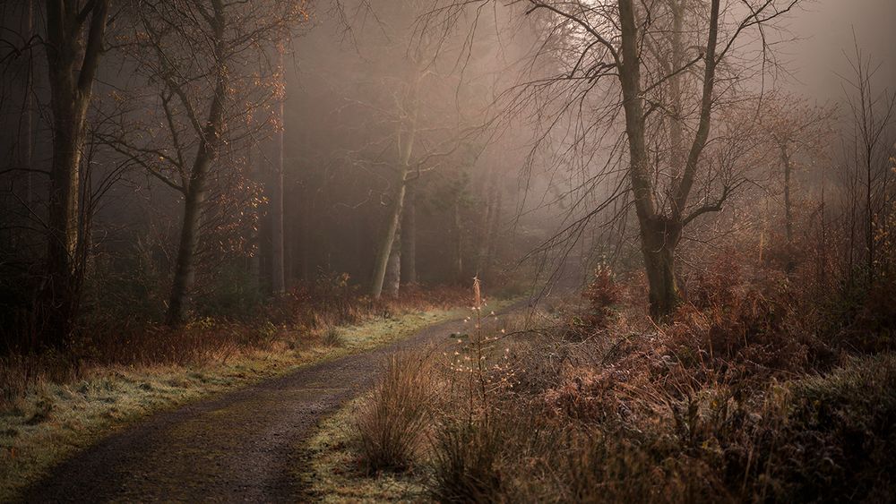 Misty woodland photography, woodland workshops Scotland