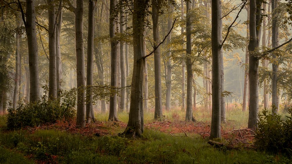 Autumn Woodland Photography Scotland