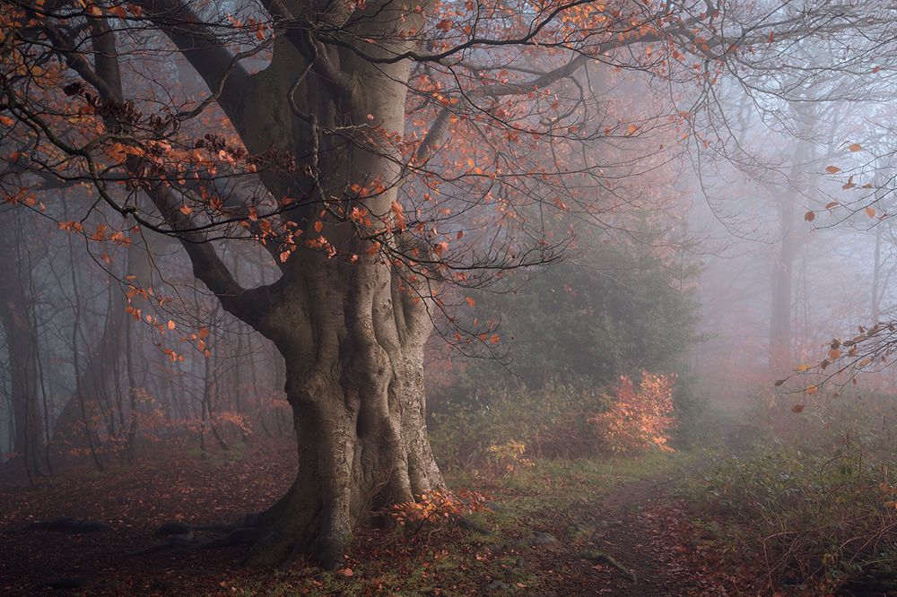 woodland workshops captured an autumnal foggy wood scene