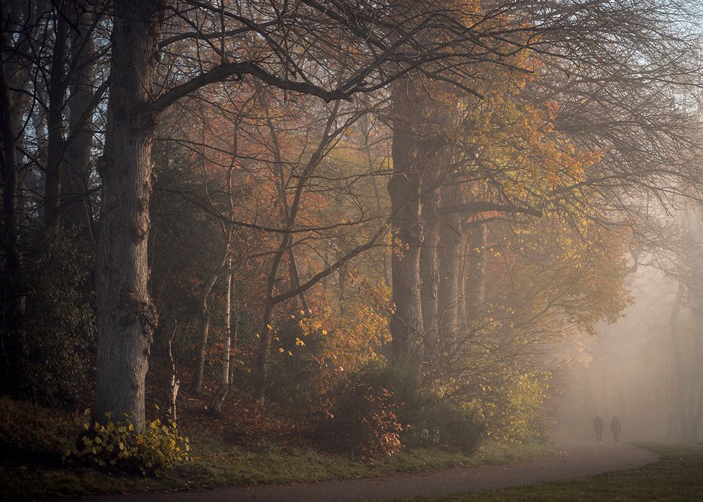painterly foggy woodland workshop by gavin duncan photography