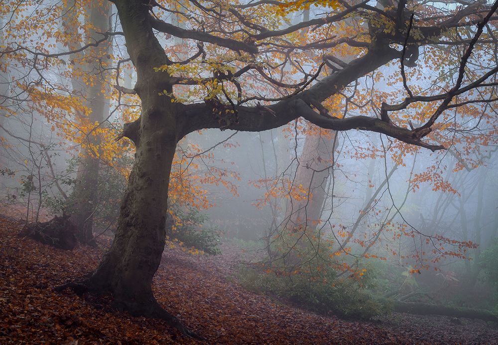 Foggy Woodland photography, Woodland photography workshops Scotland