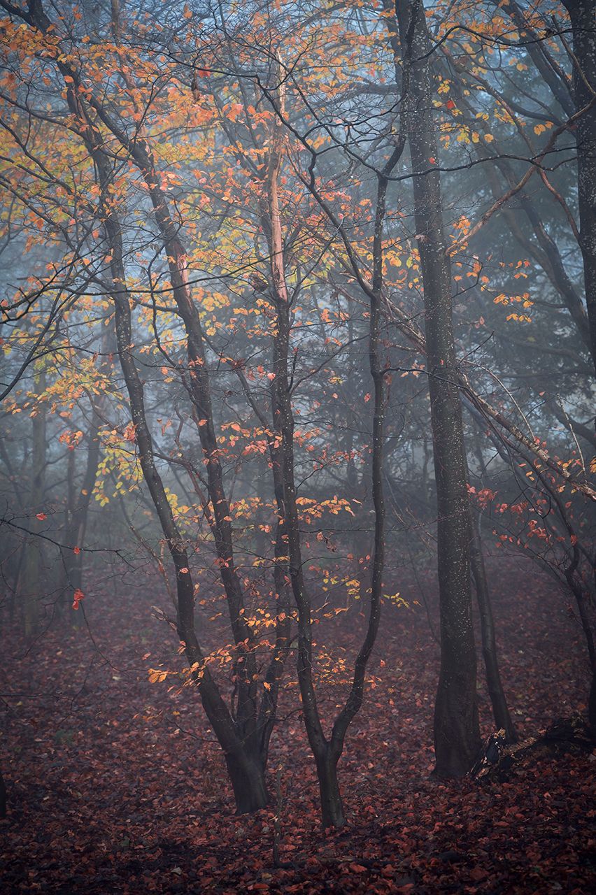 Autumn colour in a foggy woodland
