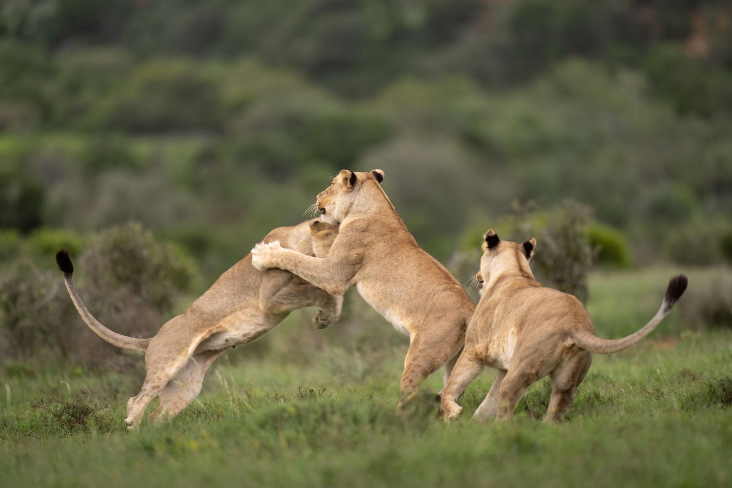 Lions chasing after prey across an African savanna landscape.