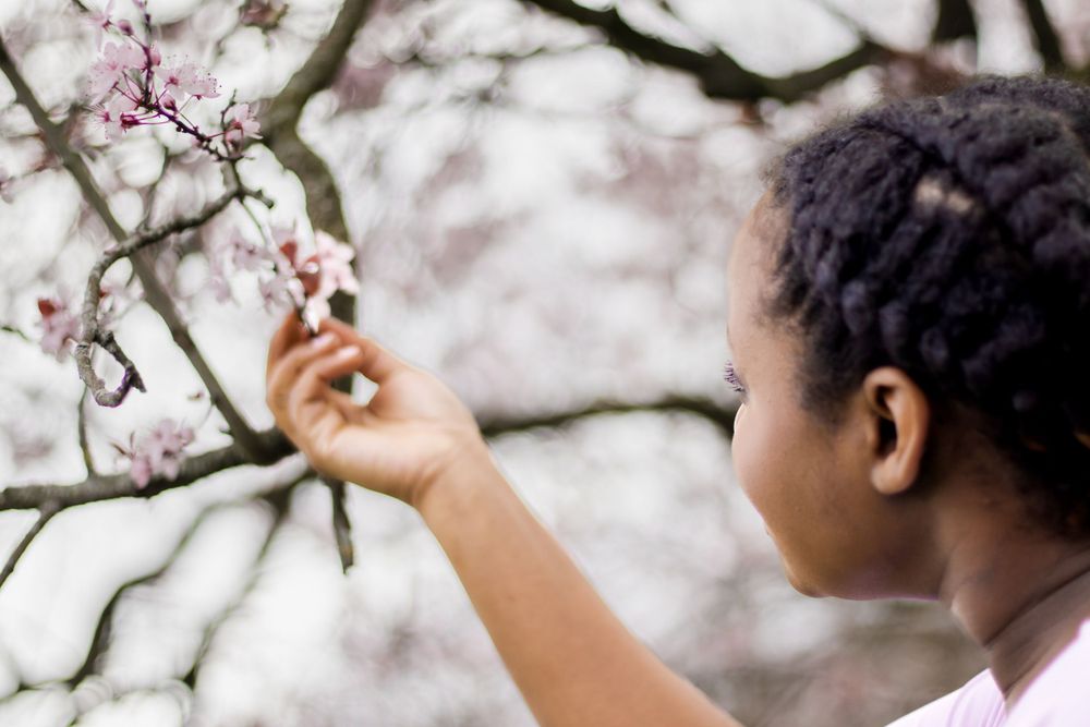 Close up of hand touching delicate pink cherry blossoms on tree branch.