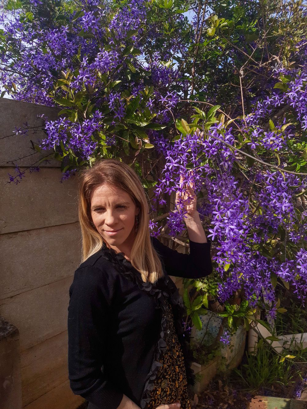 Beautiful blooming purple wisteria flowers against rustic wood fence.