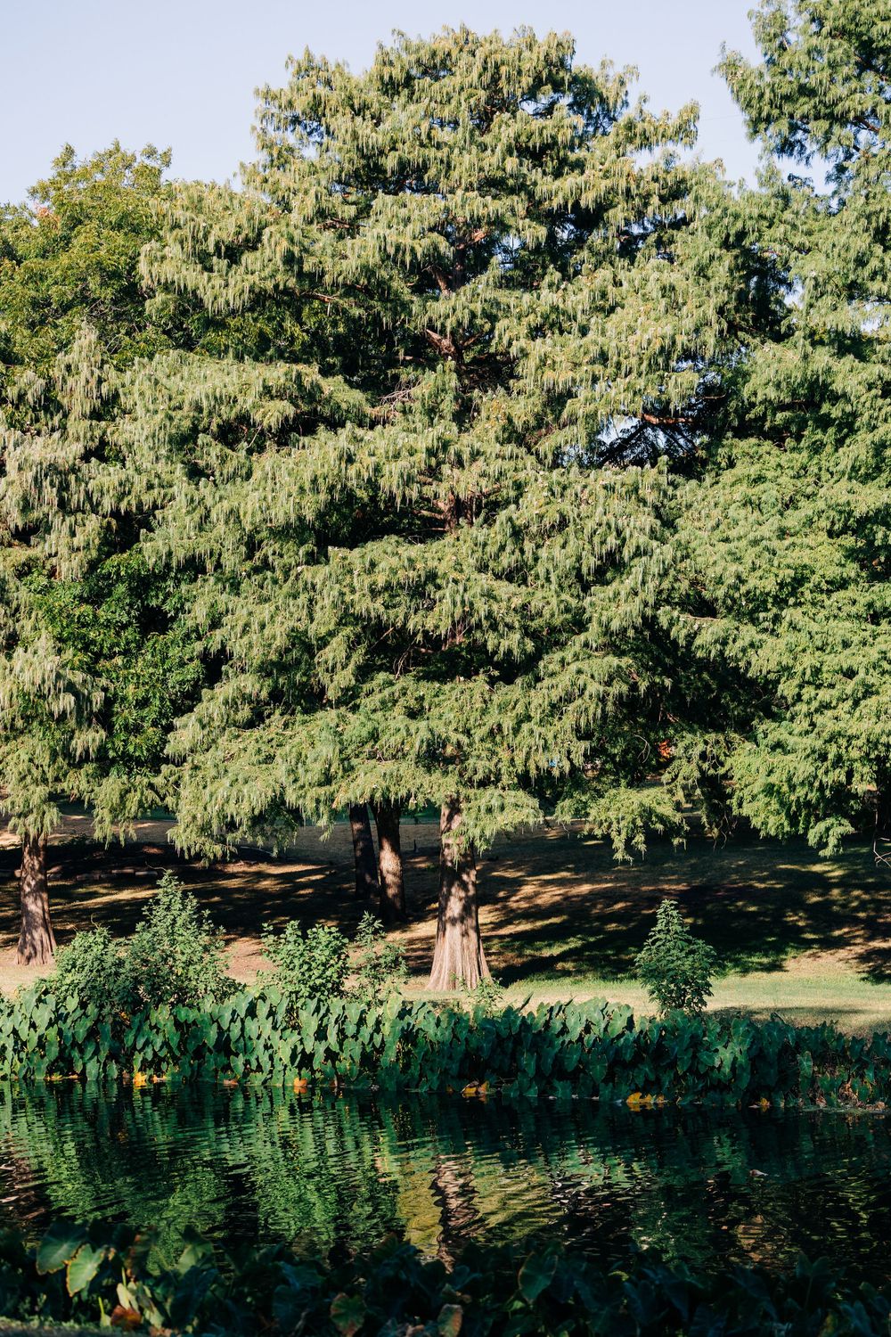 Dallas Proposal Photographer